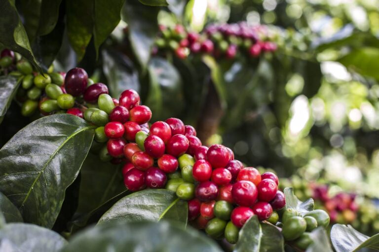 Eindrucksvoller Weg der Kaffeebohne in Peru